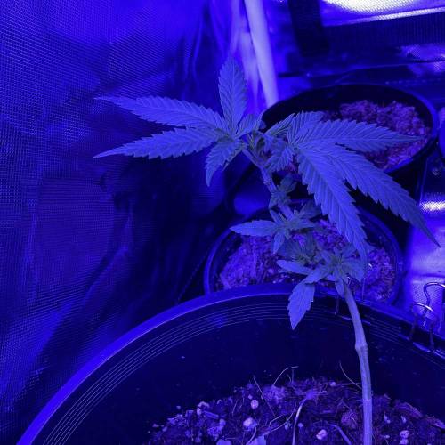 Autos and Random Photos. Week 2 - Random #3