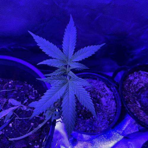 Autos and Random Photos. Week 2 - Random #3