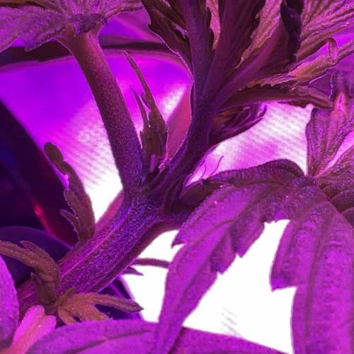 Autos and Random Photos. Week 4 - Ruderalis auto