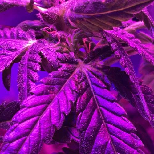 Autos and Random Photos. Week 4 - Little 1 bud photoperiod pollinated 