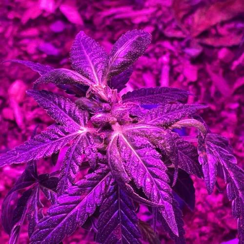 Autos and Random Photos. Week 4 - Little 1 bud photo period pollinated 