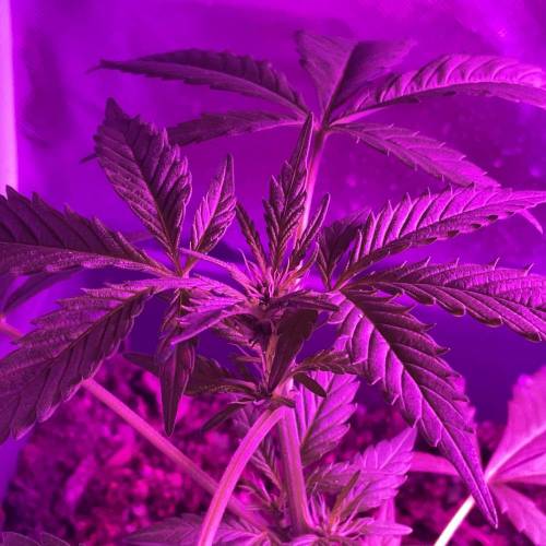 Autos and Random Photos. Week 4 - Random photoperiod 