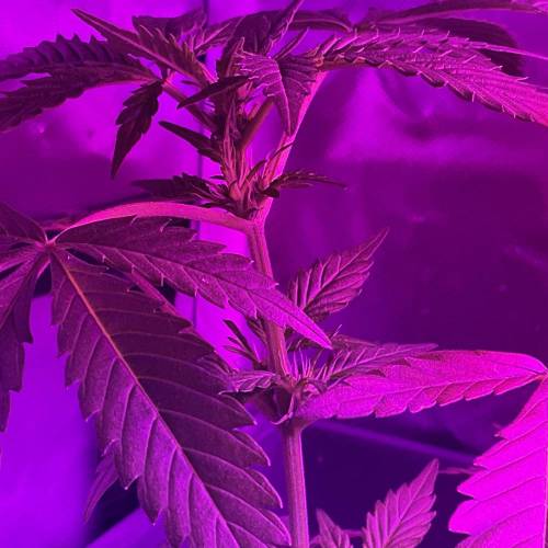 Autos and Random Photos. Week 4 - Random photoperiod 