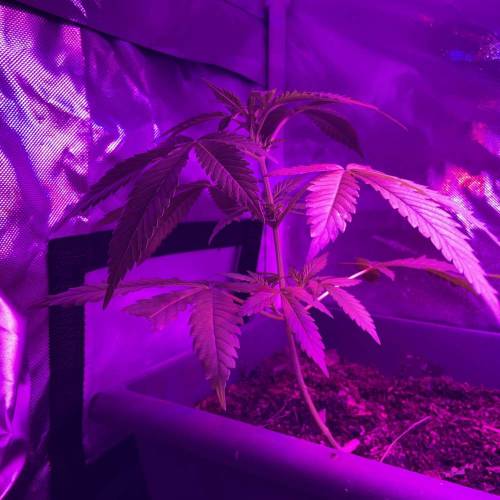 Autos and Random Photos. Week 4 - Random photo period 