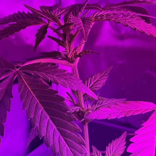 Autos and Random Photos. Week 4 - Random photoperiod 