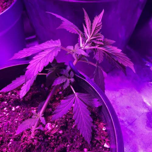 Autos and Random Photos. Week 4 - Blue monkey shit auto 