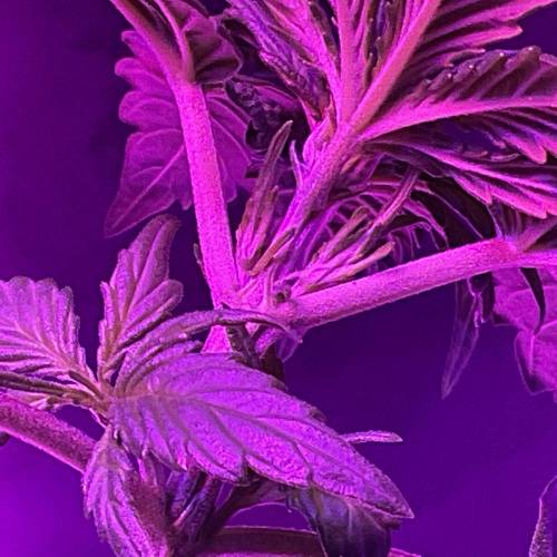 Autos and Random Photos. Week 4 - Blue monkey shit auto 