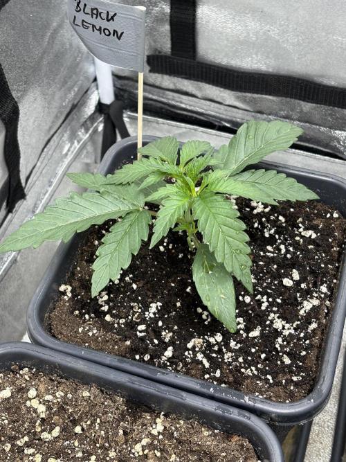 Black Lemon Exotic Seeds. Week 3