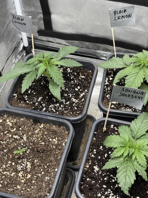 Black Lemon Exotic Seeds. Week 3