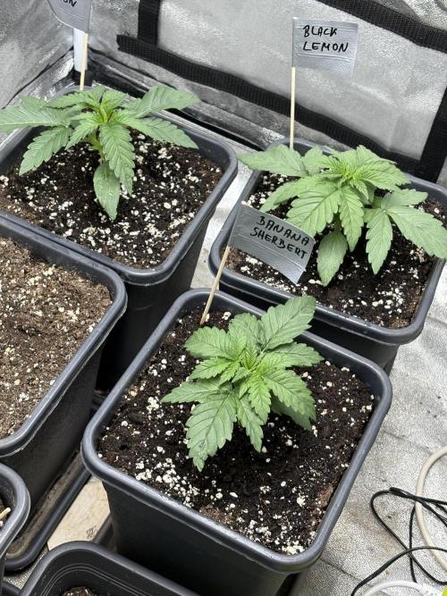 Black Lemon Exotic Seeds. Week 3