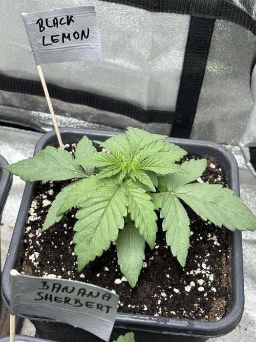 Black Lemon Exotic Seeds. Week 3