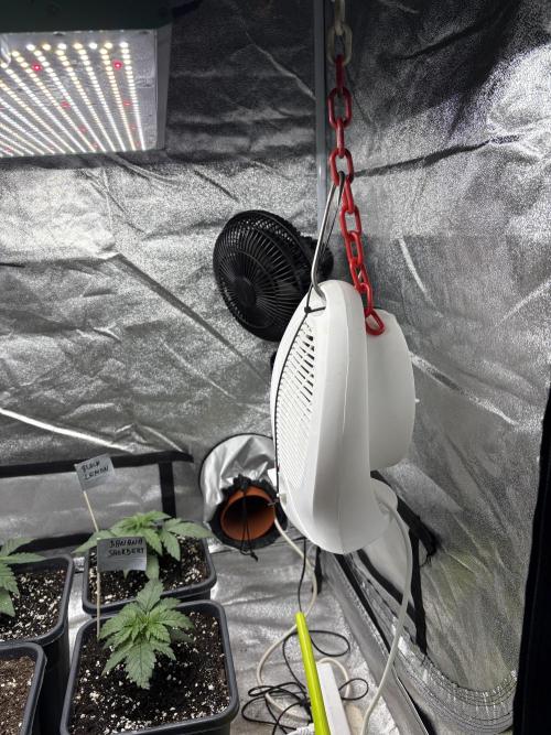 Black Lemon Exotic Seeds. Week 3