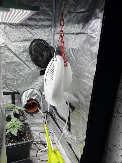 Black Lemon Exotic Seeds. Week 3