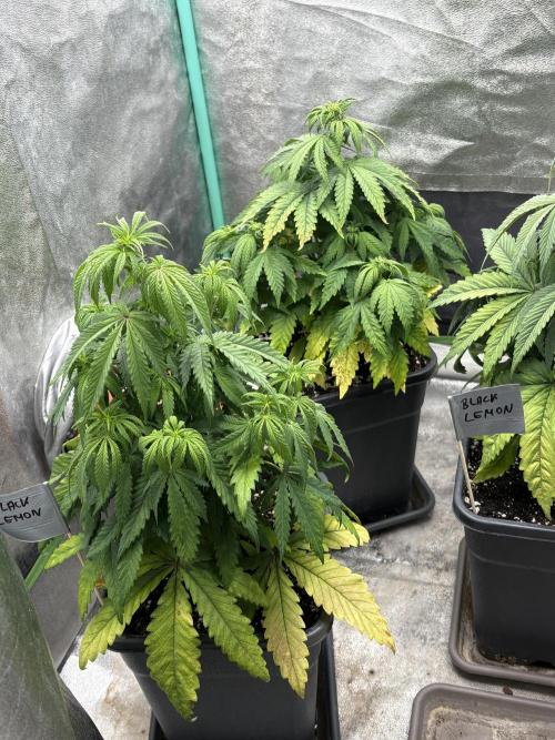 Black Lemon Exotic Seeds. Week 7