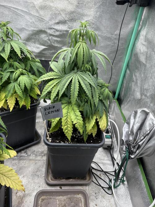 Black Lemon Exotic Seeds. Week 7