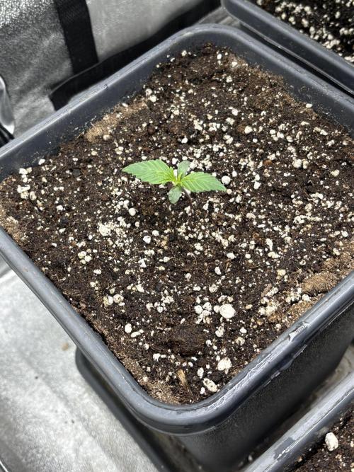 IZI Auto Glue xxL. Week 1