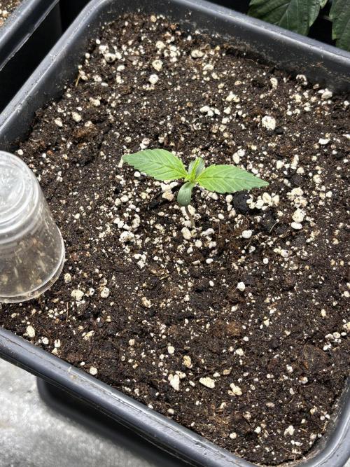 IZI Auto Glue xxL. Week 1