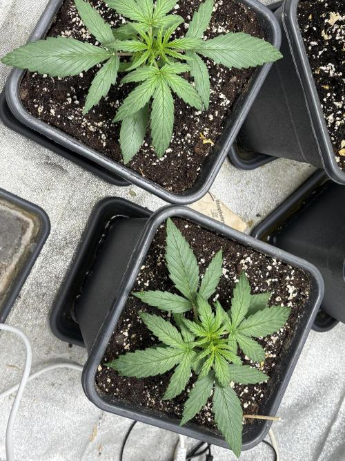 IZI Auto Glue xxL. Week 2