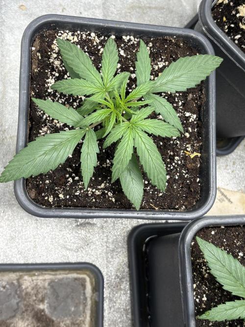 IZI Auto Glue xxL. Week 2