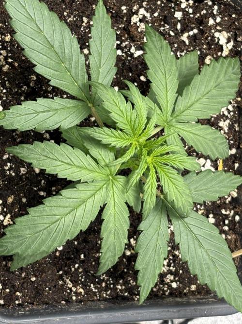 IZI Auto Glue xxL. Week 2