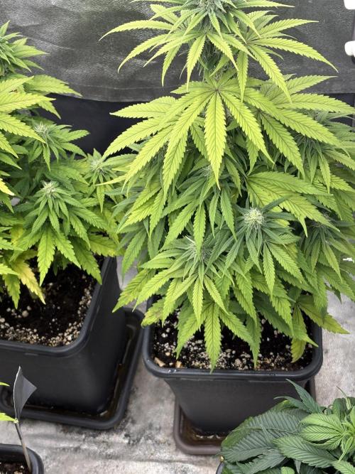 Black Lemon Exotic Seeds. Week 8