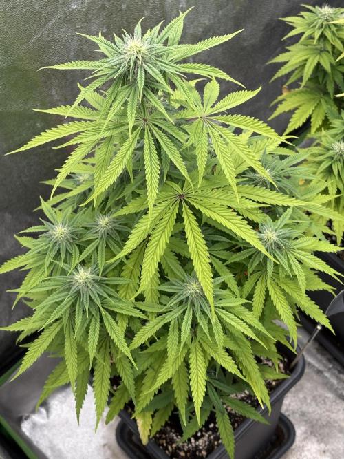 Black Lemon Exotic Seeds. Week 8