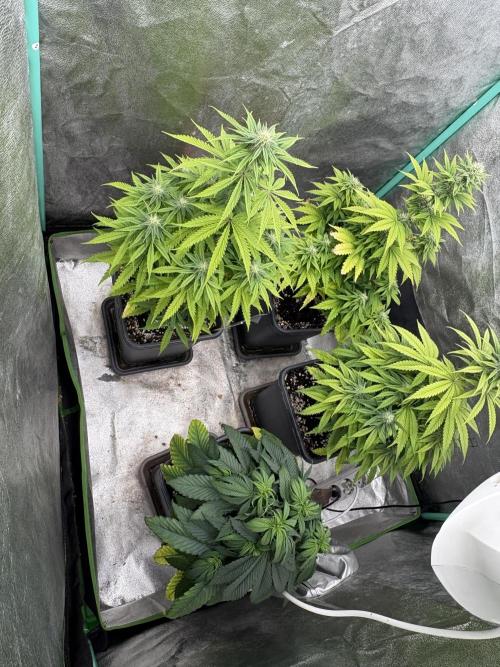 Black Lemon Exotic Seeds. Week 8