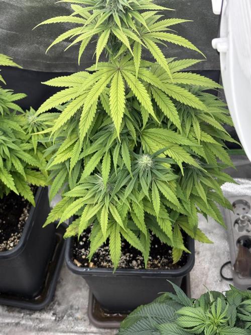 Black Lemon Exotic Seeds. Week 8