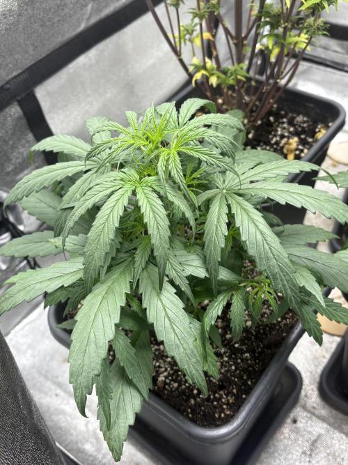 IZI Auto Glue xxL. Week 3