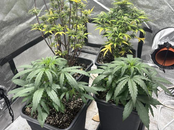 IZI Auto Glue xxL. Week 3