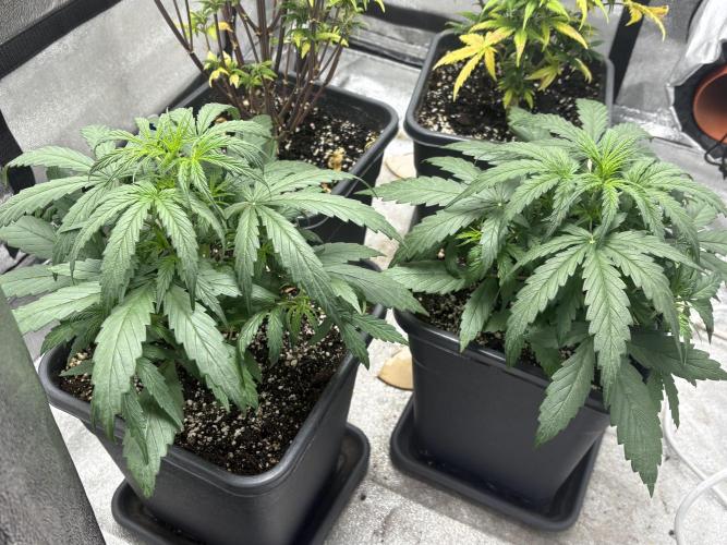 IZI Auto Glue xxL. Week 3