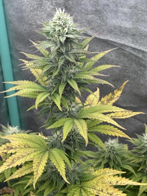 Black Lemon Exotic Seeds. Week 9