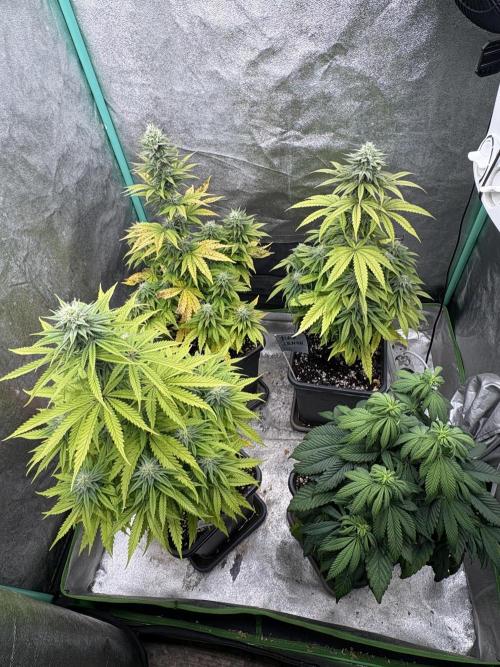Black Lemon Exotic Seeds. Week 9