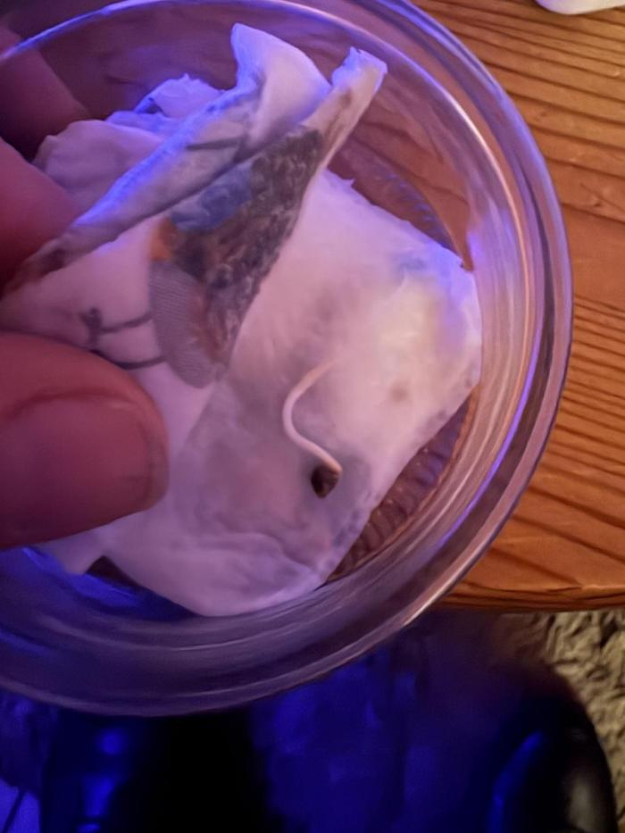 Eternity 2026 Sticky Broccoli. Week 0