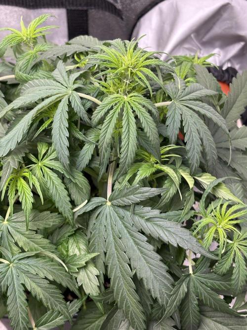 IZI Auto Glue xxL. Week 4