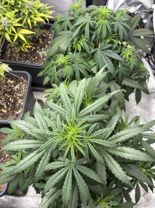 IZI Auto Glue xxL. Week 4