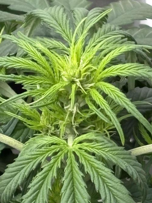 IZI Auto Glue xxL. Week 4