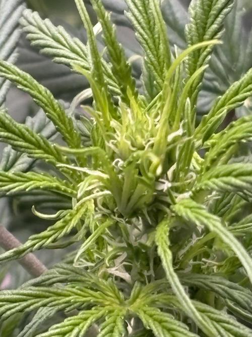 IZI Auto Glue xxL. Week 4