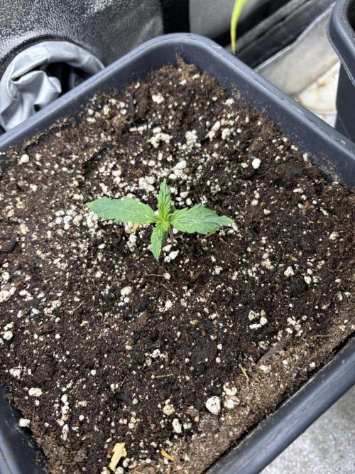 Eternity 2026 Sticky Broccoli. Week 1