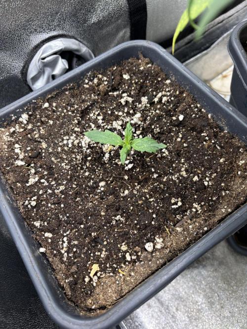 Eternity 2026 Sticky Broccoli. Week 1