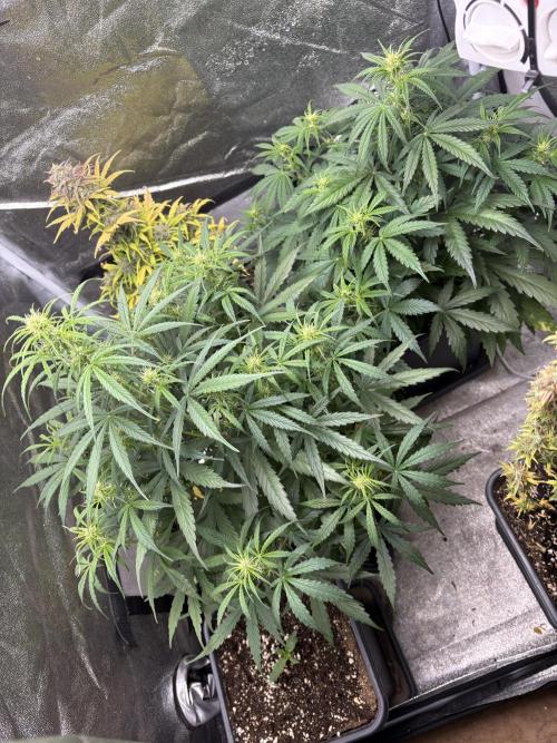 IZI Auto Glue xxL. Week 5