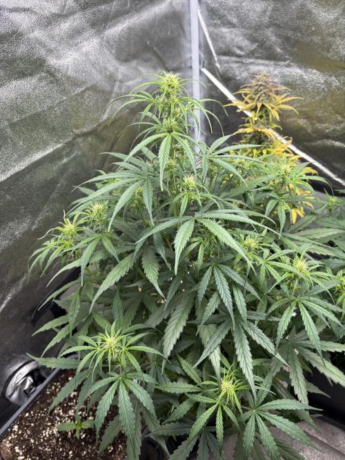 IZI Auto Glue xxL. Week 5