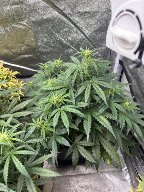 IZI Auto Glue xxL. Week 5