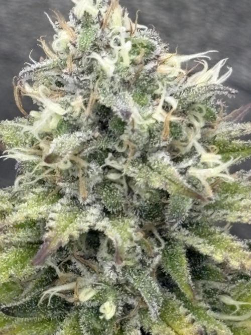 Black Lemon Exotic Seeds. Week 11