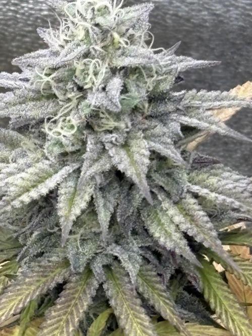 Black Lemon Exotic Seeds. Week 11