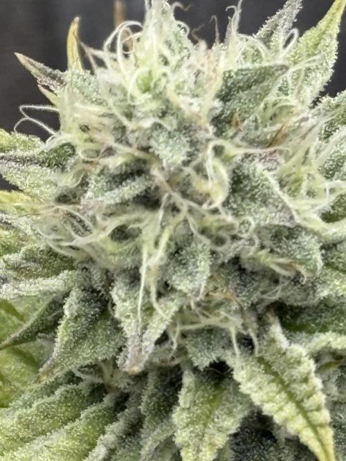 Black Lemon Exotic Seeds. Week 11