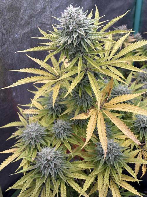 Black Lemon Exotic Seeds. Week 11