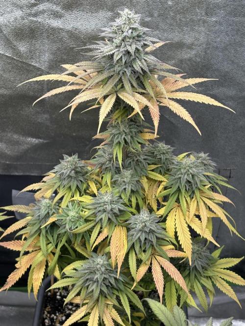 Black Lemon Exotic Seeds. Week 11