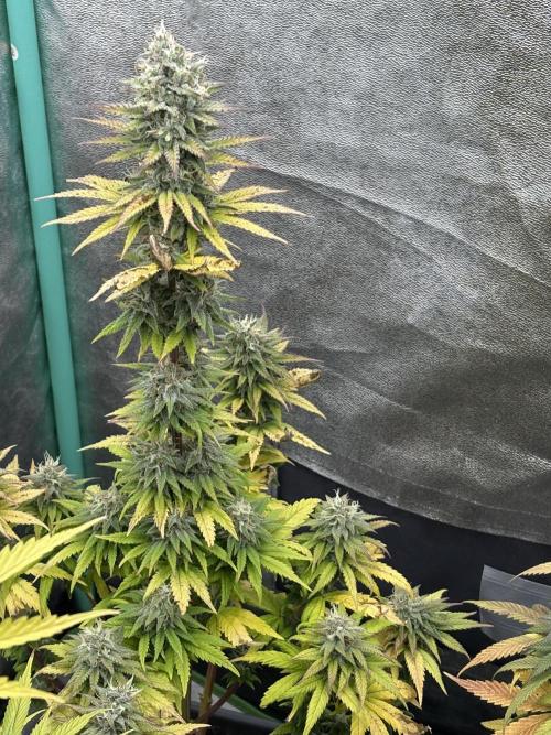 Black Lemon Exotic Seeds. Week 11