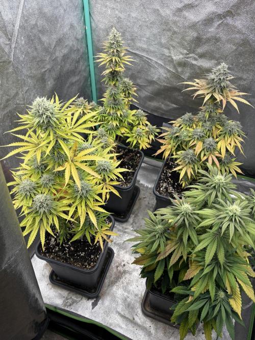 Black Lemon Exotic Seeds. Week 11